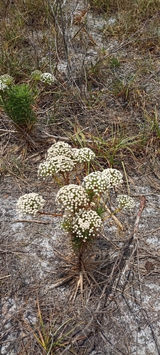 Actinocephalus ramosus