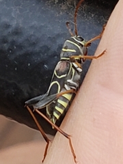 Neoclytus scutellaris