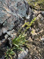 Solidago plumosa, photograph (c) harrier, some rights reserved (CC BY)