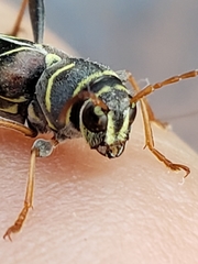 Neoclytus scutellaris