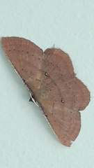 Cosymbiini