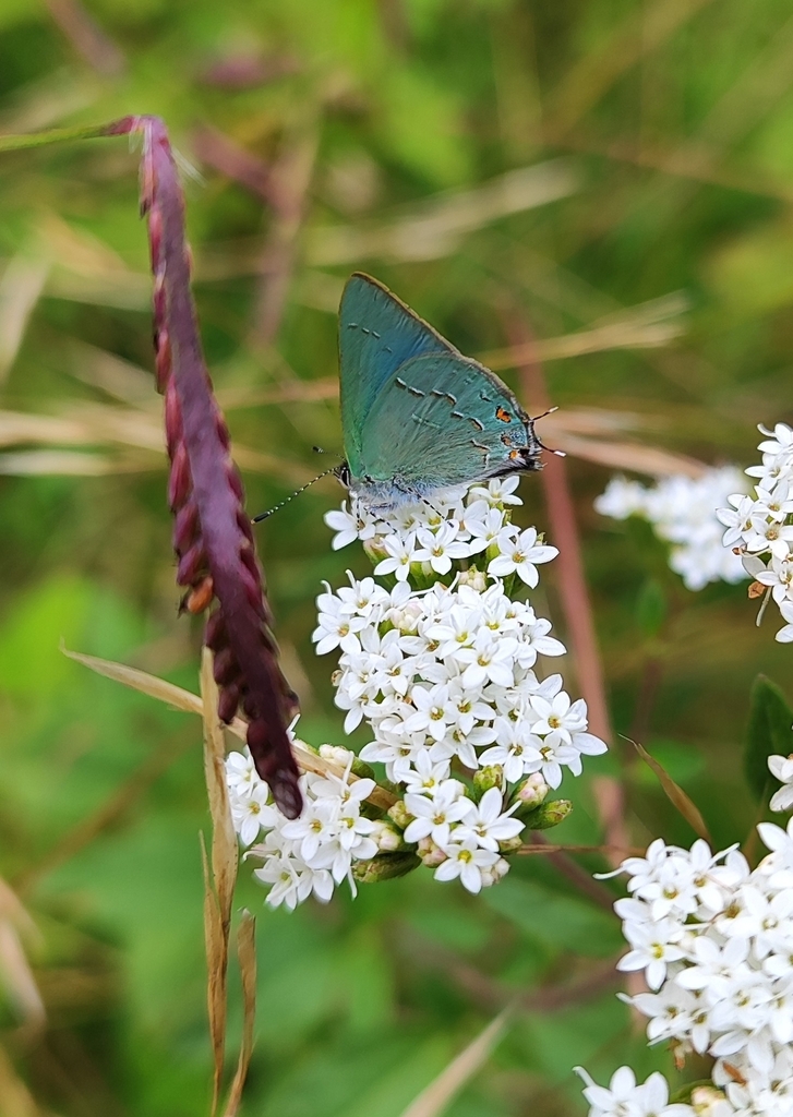 Erora nitetis