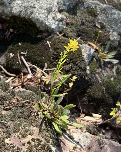 Solidago plumosa, photograph 3