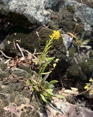 (c) harrier, some rights reserved (CC BY) Solidago plumosa, photograph (c) harrier, some rights reserved (CC BY)