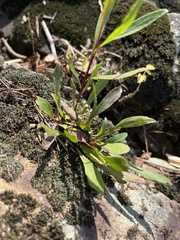 (c) harrier, some rights reserved (CC BY) Solidago plumosa, photograph (c) harrier, some rights reserved (CC BY)
