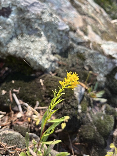 Image of Solidago plumosa by (c) harrier, some rights reserved (CC BY)