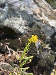 (c) harrier, some rights reserved (CC BY) Solidago plumosa, photograph (c) harrier, some rights reserved (CC BY)