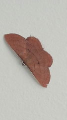 Cosymbiini