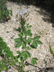 Polanisia dodecandra trachysperma