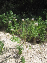 Polanisia dodecandra trachysperma