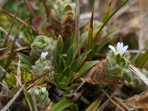 Cerastium imbricatum (Cerastium imbricatum)