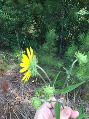 Helianthus resinosus