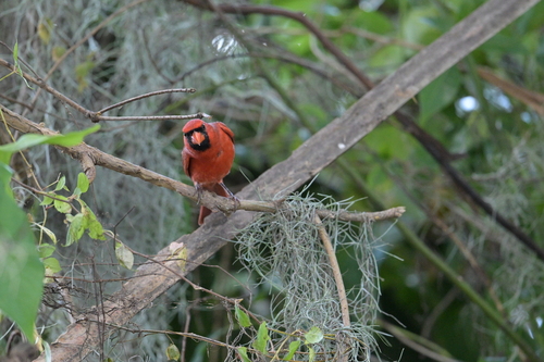 Northern Cardinal