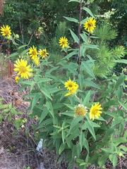 Helianthus resinosus