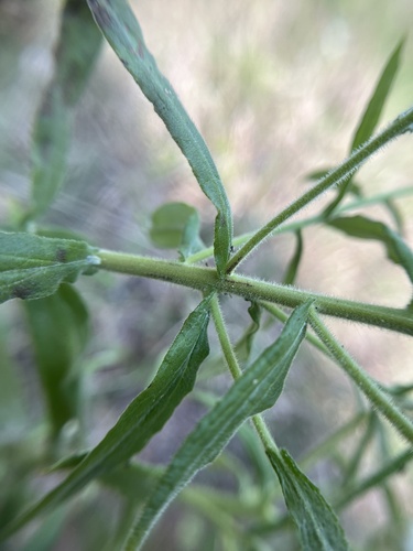 Image of Pseudognaphalium helleri by (c) harrier, some rights reserved (CC BY)