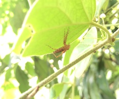 Hamadruas sikkimensis