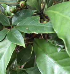 Hamadruas sikkimensis