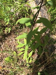 Solidago arguta boottii