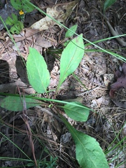 Solidago arguta boottii