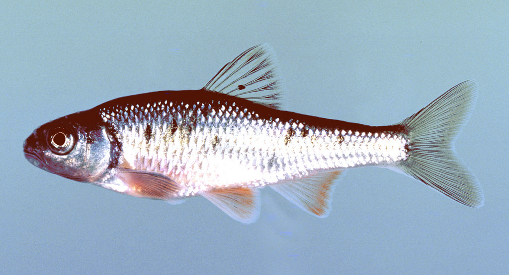 Common shiner (Ontario Fish) · iNaturalist
