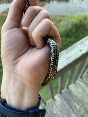 Nerodia sipedon williamengelsi