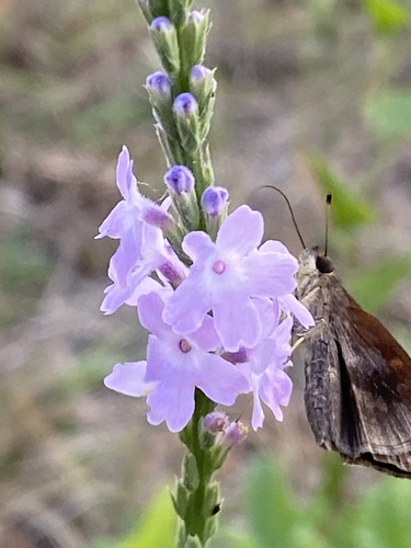 Image of Verbena xutha by no rights reserved