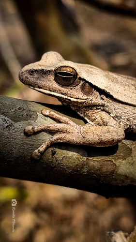 Chaco Tree Frog