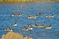 Branta canadensis moffitti