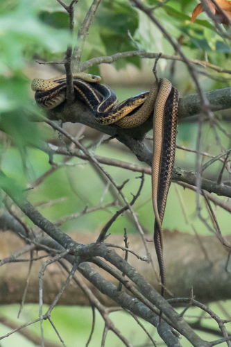 Eastern Garter Snake photographed in Rhode Island
