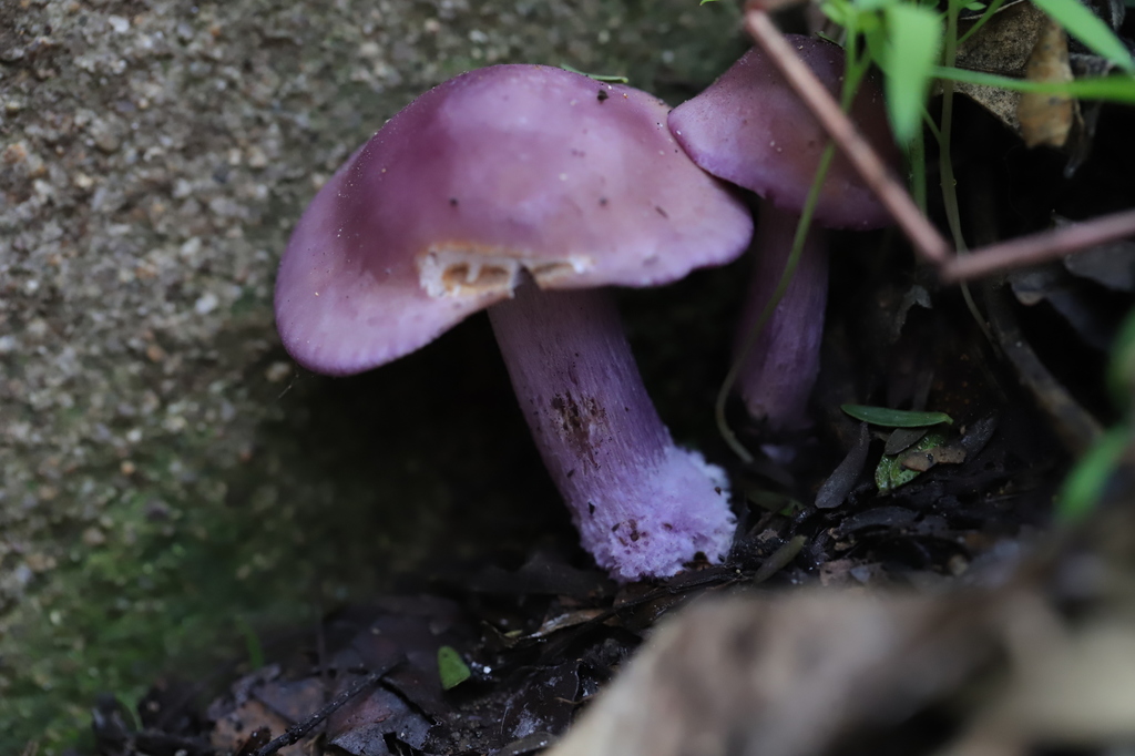 Collybia nuda · July 2019 · photo: © steven-cyclist (iNaturalist, cc-by)