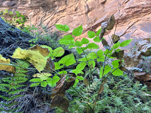 Aralia bicrenata (Aralia bicrenata)