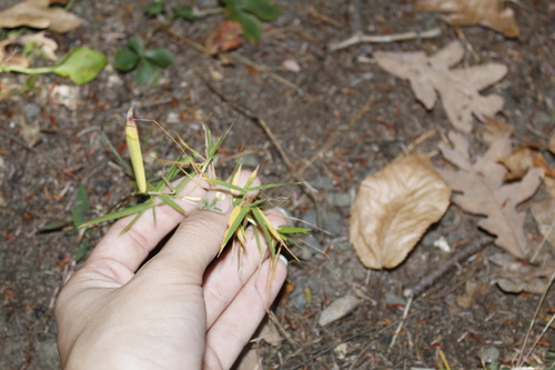 Image of Forked Witchgrass (Dichanthelium dichotomum) by (c) Alex Karasoulos, some rights reserved (CC BY)