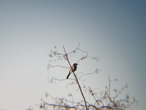 iNaturalist observation photo of California Scrub-Jay
