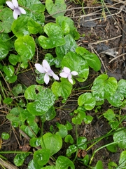 Viola palustris