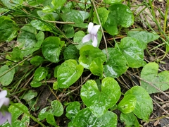 Viola palustris