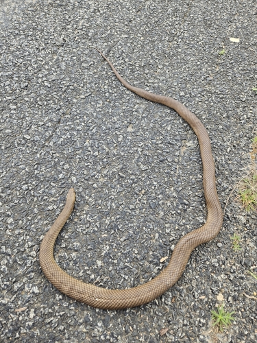 Eastern Brown Snake sighting