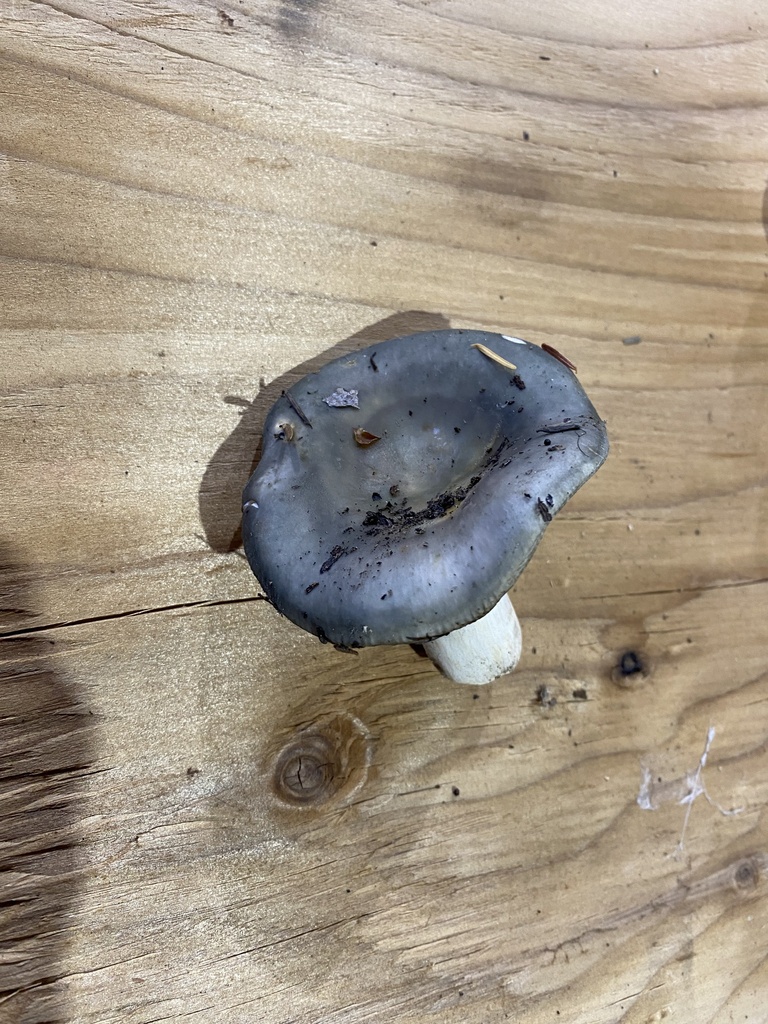 Russula sp. 'PNW27'
