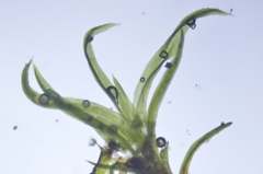 Amphidium lapponicum