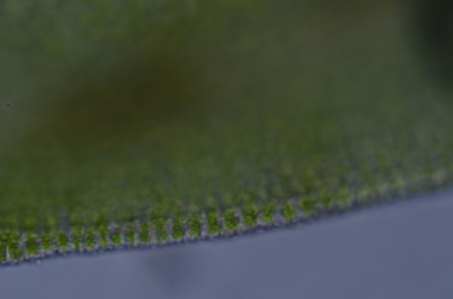 Image of Amphidium lapponicum by no rights reserved