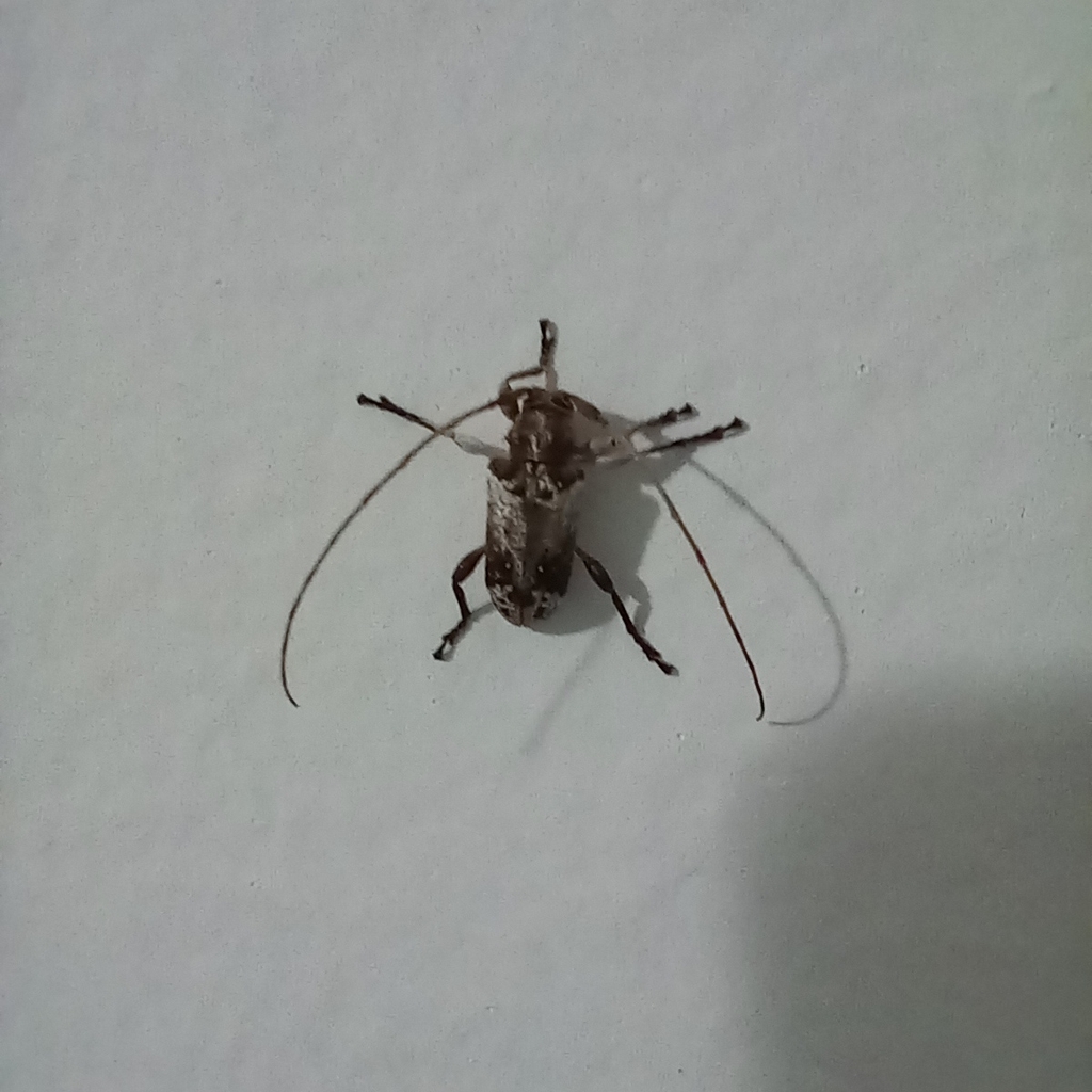 Nesozineus bucki