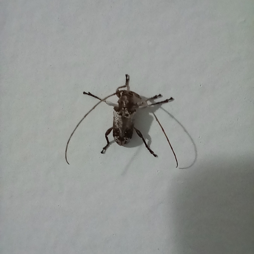 Nesozineus bucki