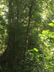 Cartrema americana