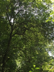 Cartrema americana