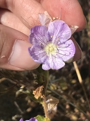 Phacelia grandiflora