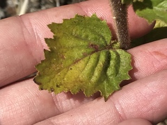 Phacelia grandiflora