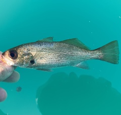 Reef Croaker photo 3