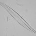 Gyrosigma acuminatum - Photo (c) Benjamin Harris,  זכויות יוצרים חלקיות (CC BY-NC), הועלה על ידי Benjamin Harris