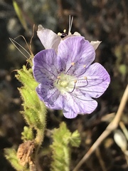 Phacelia grandiflora