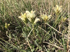 Pedicularis capitata
