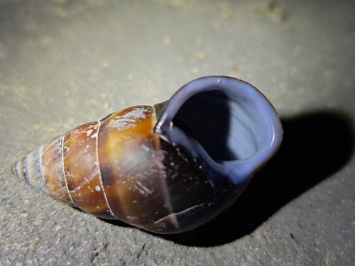 Amphidromus inversus annamiticus, 2024-10-13